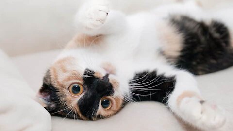 Cats talking!! these cats can speak english better than us