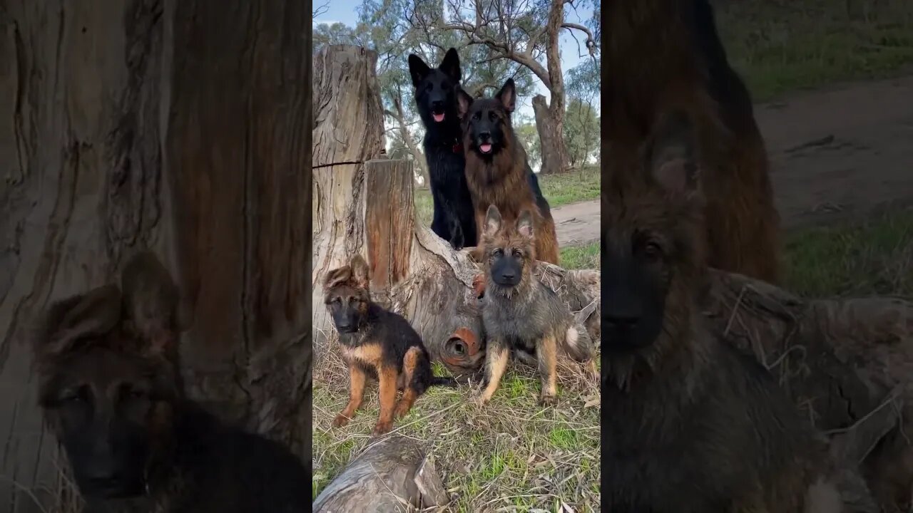 omg😱German shepherds #videos #viral