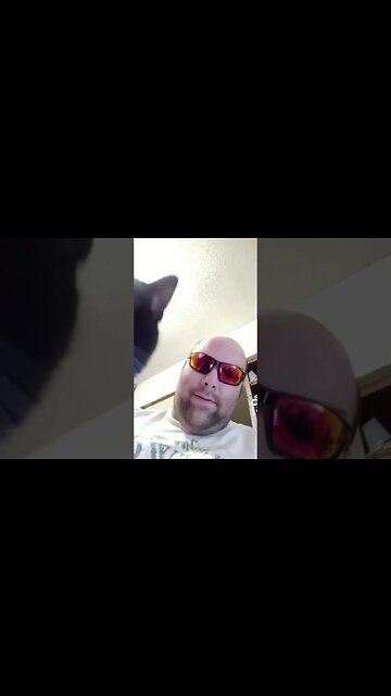 playing with kitty #shortsvideo #shortsfeed #youtubeshorts #cat #catvideos