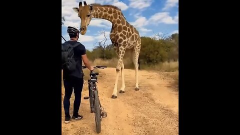 CYCLIST REACTS🦒🚴🚵‍♀️📸MEETING CURIOUS GIRAFFE IN AFRICA SAVANNAH🚴🦒🚵‍♀️💫