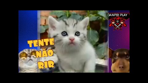 TENTE NÃO RIR - AS AVENTURAS DE PETRUQUÍO | melhores dublagens de animais