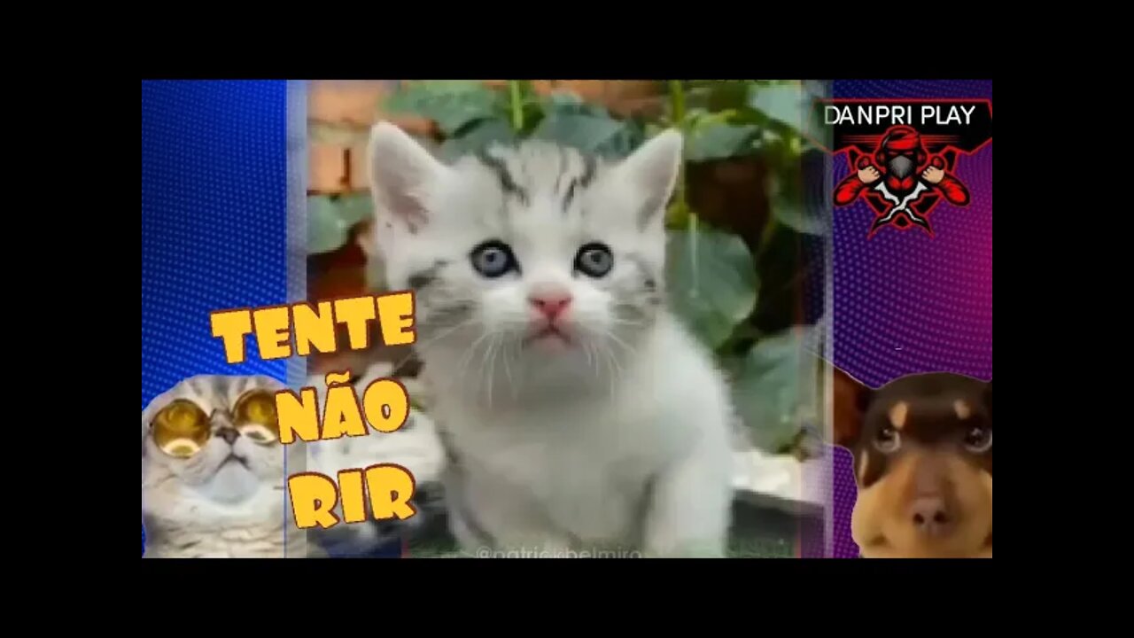 TENTE NÃO RIR - AS AVENTURAS DE PETRUQUÍO | melhores dublagens de animais