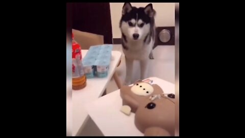 Funny dog reaction to cutting cake || Funny dogs video compilation