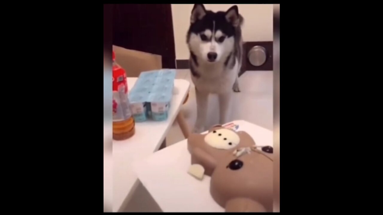 Funny dog reaction to cutting cake || Funny dogs video compilation
