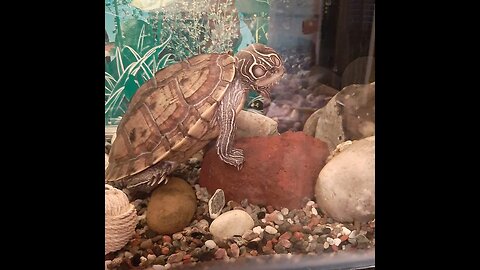11mins of Flash the power turtle! funny + calmmusic "Turtle out of water" chilled MUSIC EPIC tictok