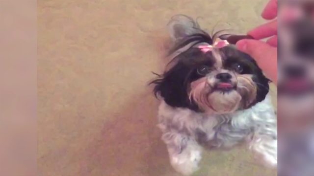 Clumsy Dog Misses Her Treat