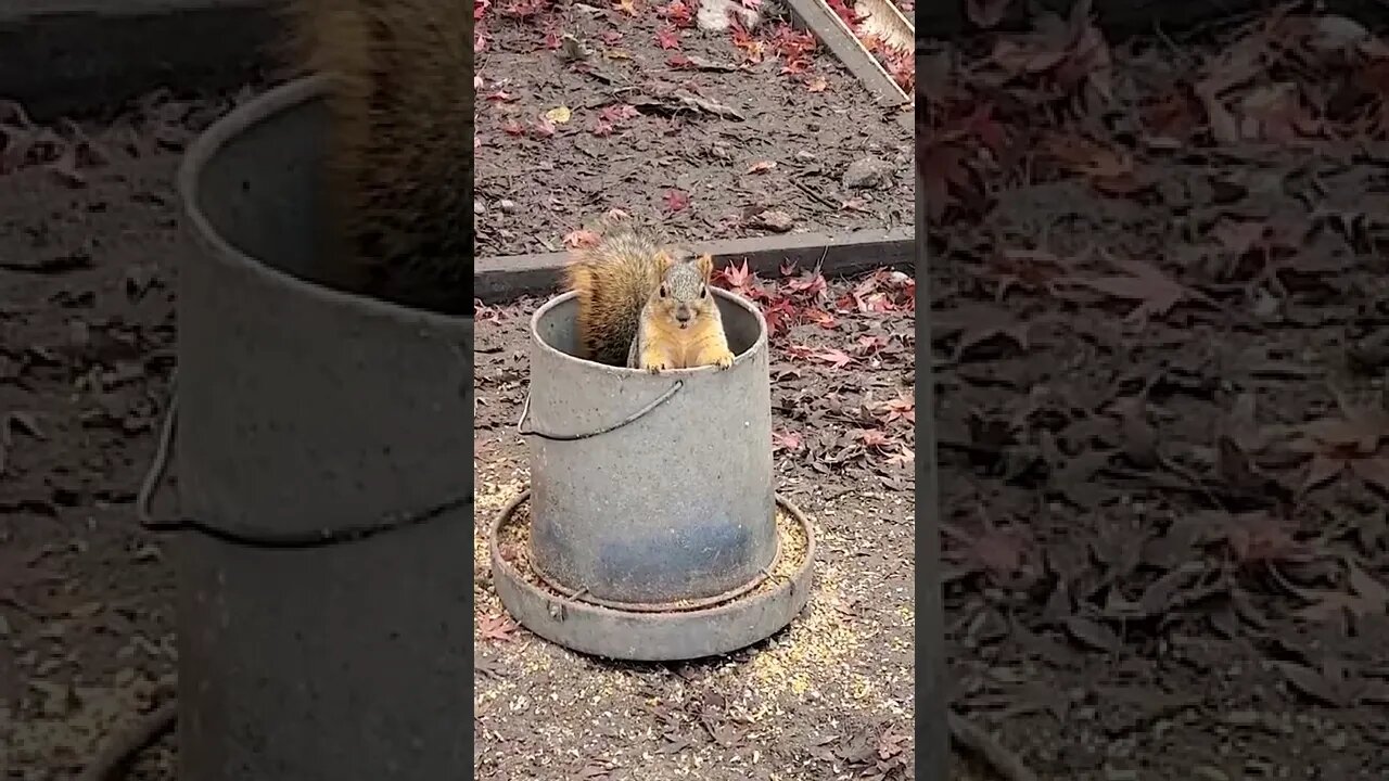 Squirrels || cute Squirrels || #shorts