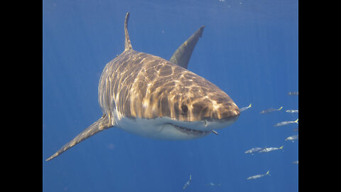 Excited sharks and Fishes gather in south maldives 2022