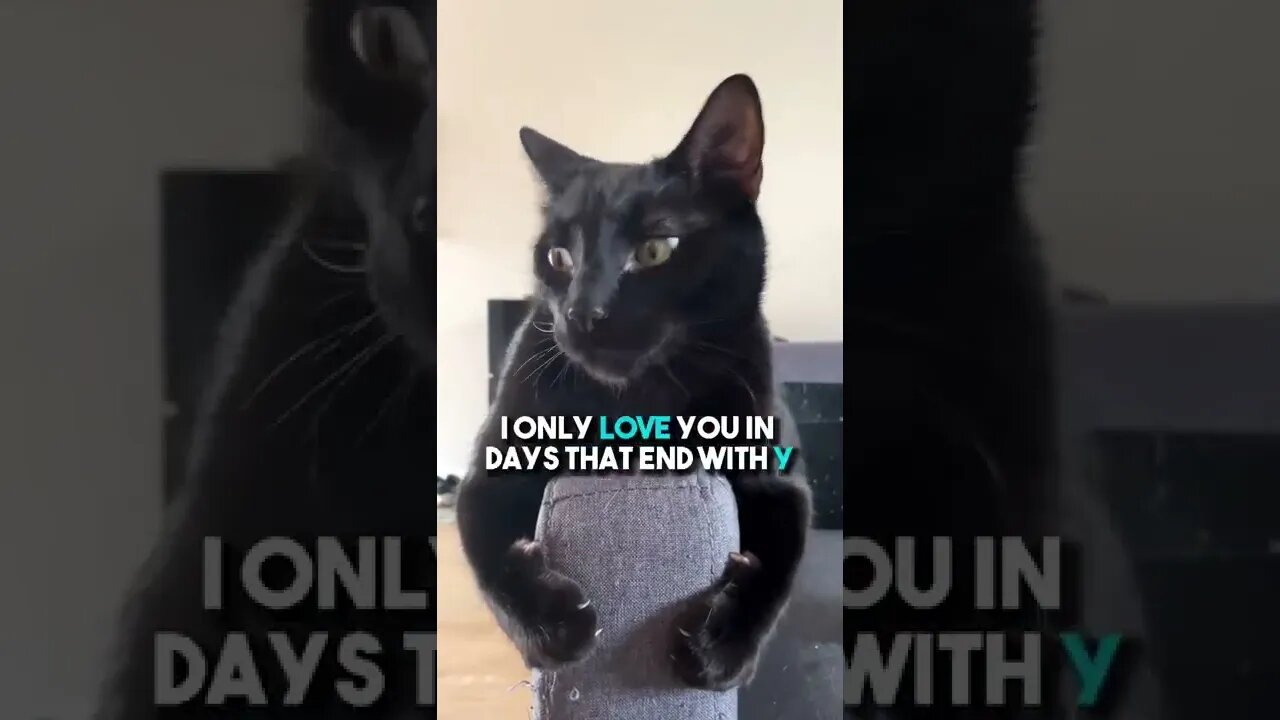 Send to someone that needs a little boost❤️😁 #cat #blackcat #leonthecatdad #motivation