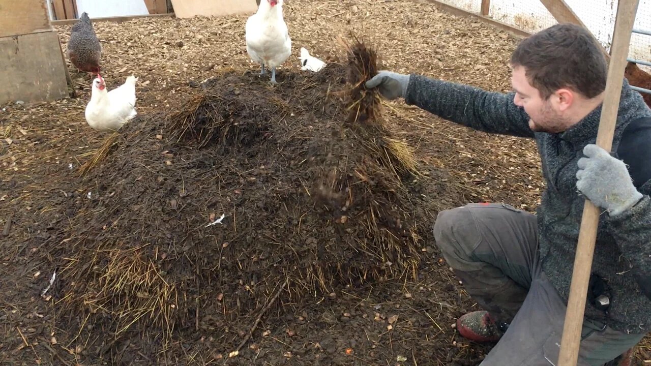 Winterizing Chicken The Easy & Affordable Way