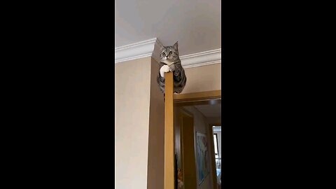 cat fun