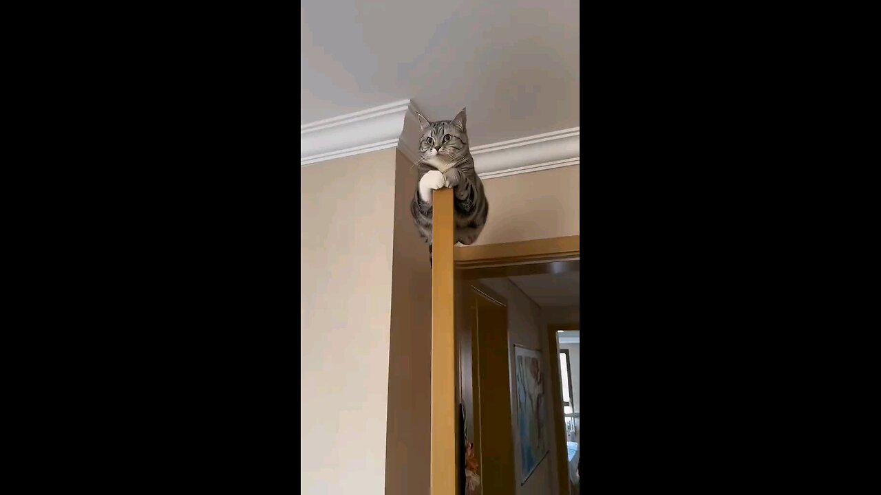 cat fun