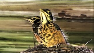 Baby robins are getting ready to leave the nest