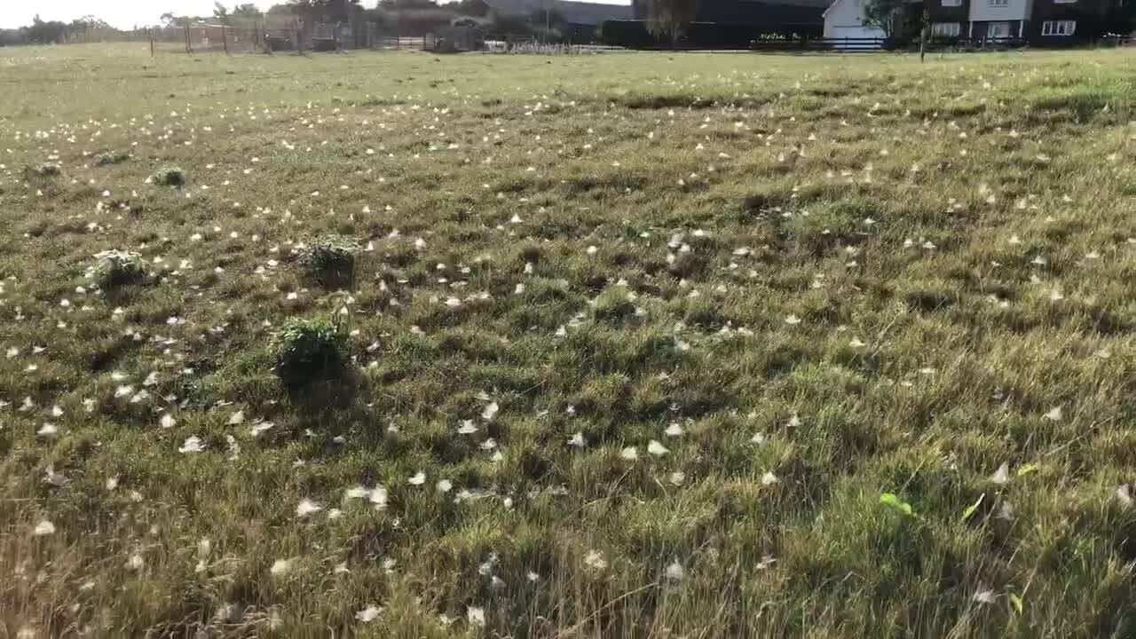 Field literally covered with thousands of spiderwebs