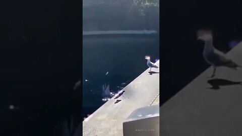 Dolphin trolls a Seagull