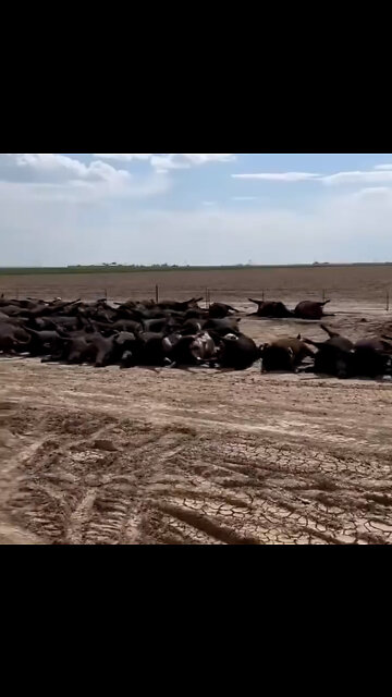 Extreme Heatwave under Bidenflation