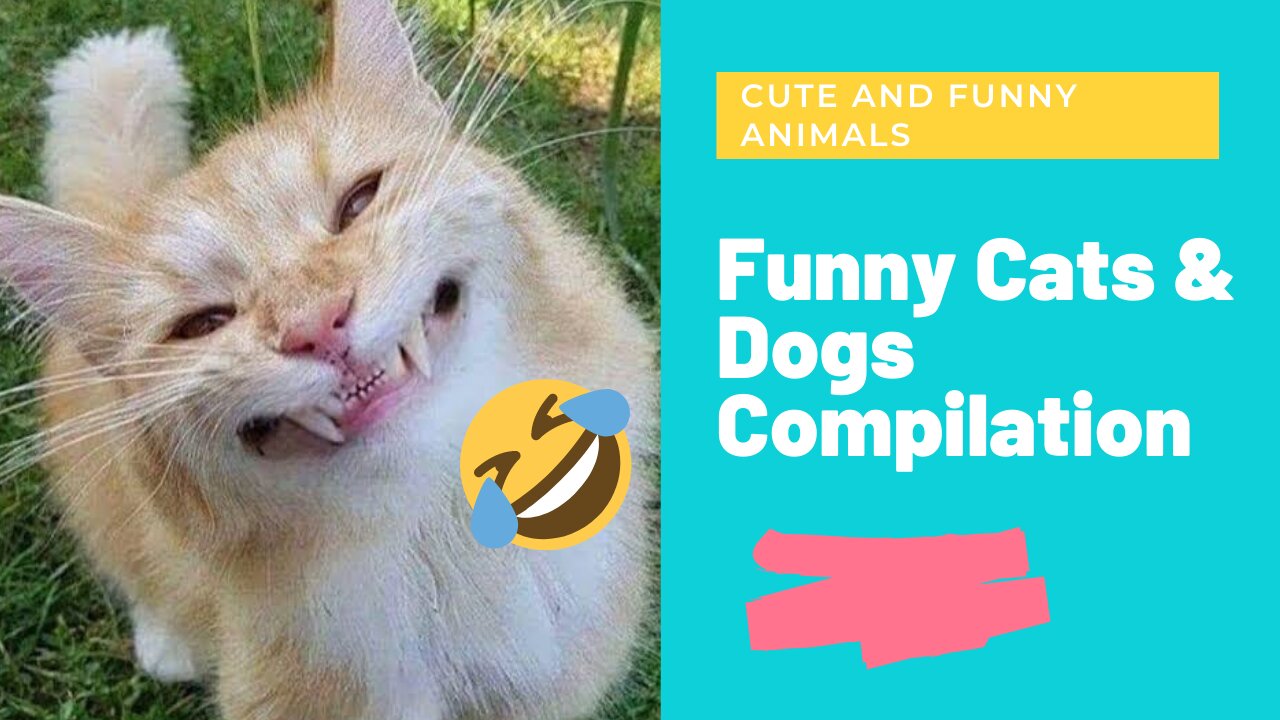 Funny Cats and Dogs - Funny Animals Compilation