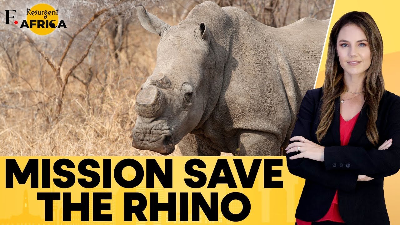 Rhino Poaching Declines In South Africa in 2024 | Firstpost Africa