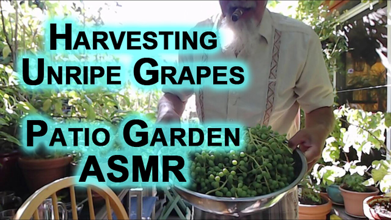 Harvesting Unripe Grapes: Patio Garden ASMR [Ghooreh, Sour Grapes]