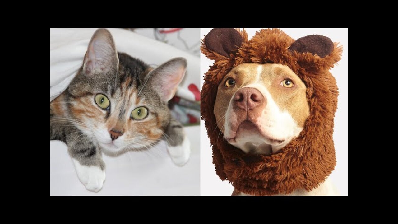 Pets with baby enjoying video