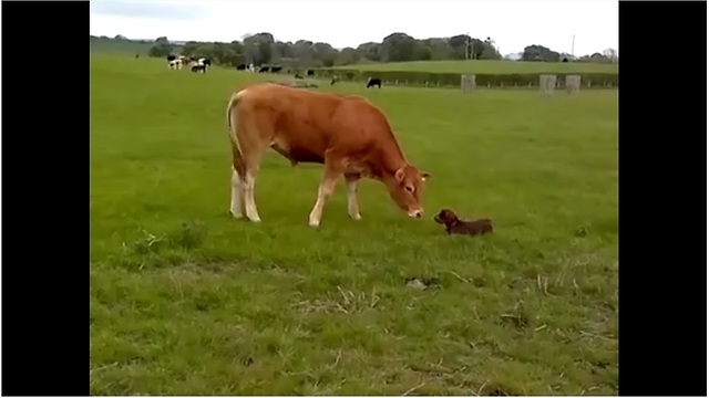 Lana The Puppy Can't Contain Her Excitement When She Meets A Cow For The Very First Time