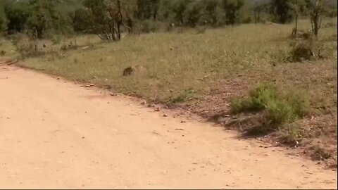 attack by leopard and poor dear