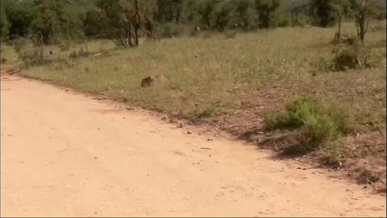 attack by leopard and poor dear