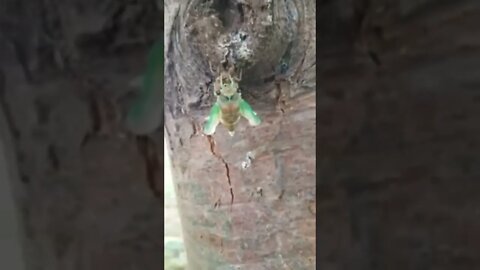 Cicada emergence day.