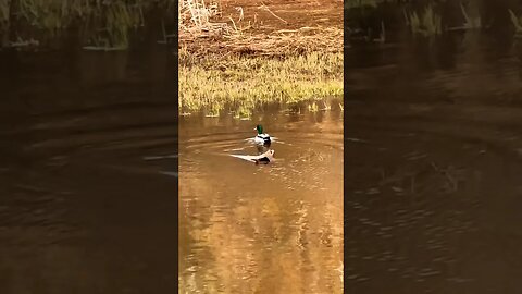 A Wild Mallard in Canada 🇨🇦 (Anas platyrhynchos)