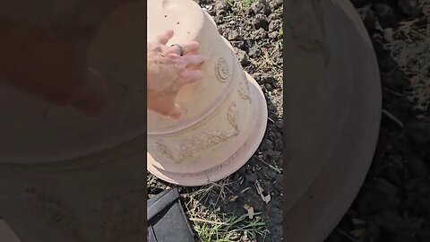 Field Mouse 🐀 in the Garden 🥒🌶🍅🫑🌽🥔