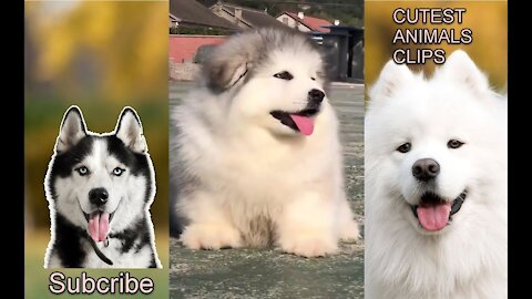 CUTEST ANIMALS IN THE WORLD 19 - Funny and cute dogs 2021