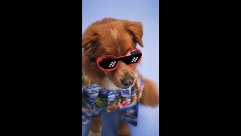 A Dog with Red Sunglasses