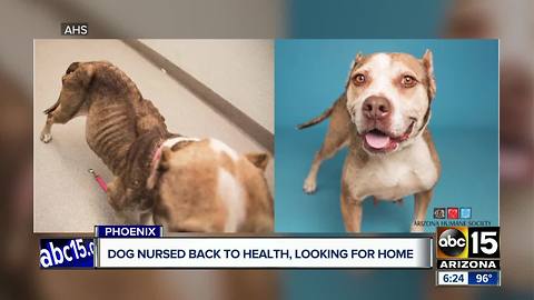 Phoenix dog looking for new home after health issues