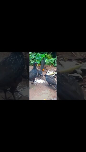 Jacu e seus filhotes com fome em busca de comida