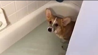 Mulher surpreendida ao encontrar Corgi de molho na banheira