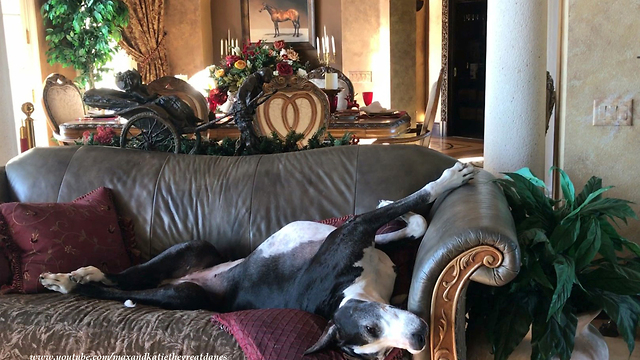 Great Dane Enjoys Upside Down Before Party Nap