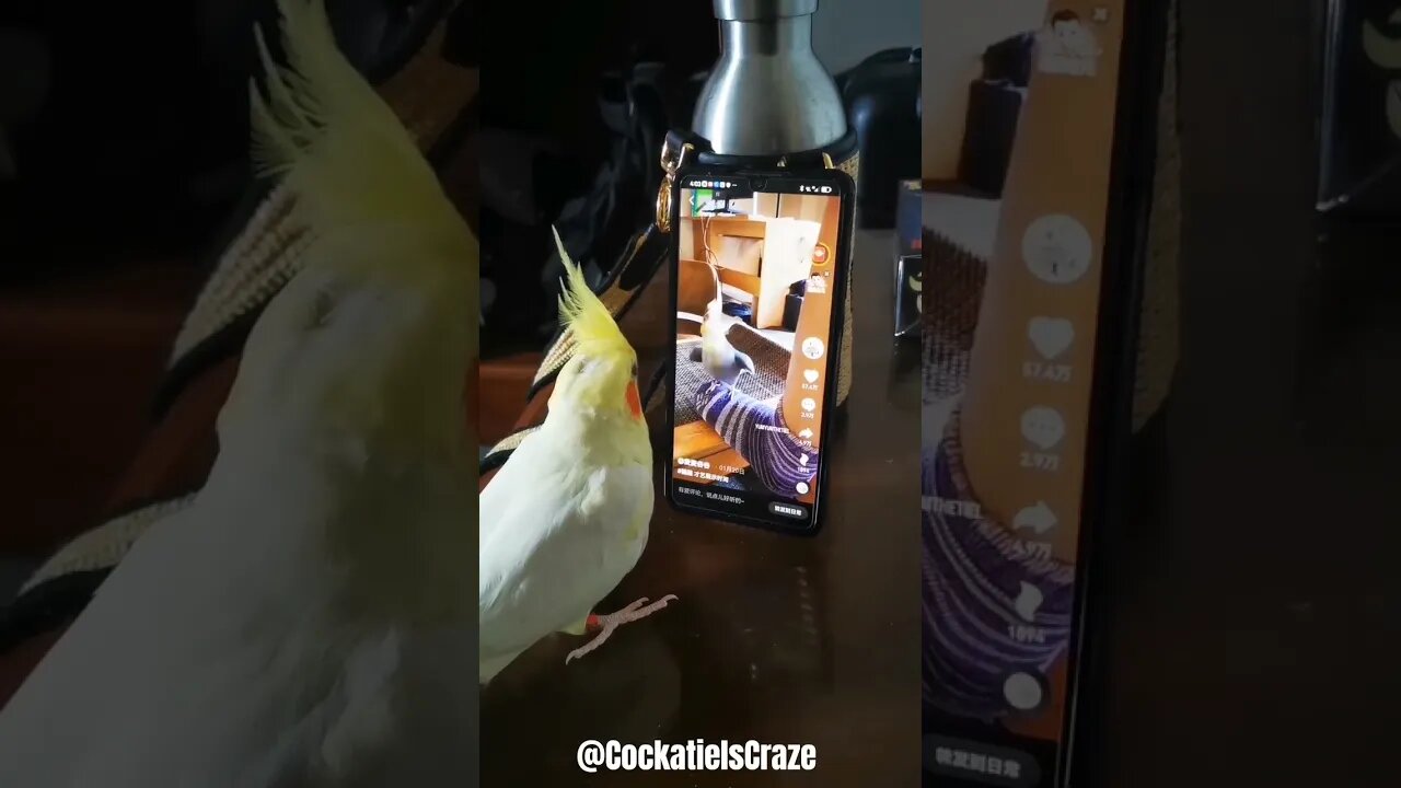 Cockatiel enjoying listening to music #cockatiel #birdsinging #cockatielscraze