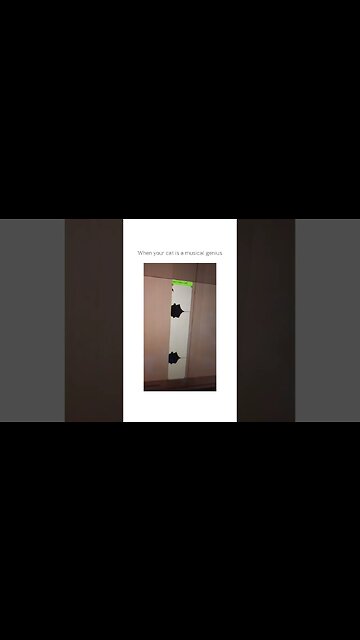 Cat DJ | cat musical | genius cat | animal