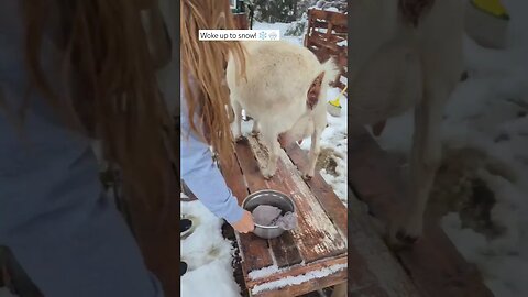 I was not prepared for snow this morning! 🌨️❄️ #homesteading #homestead #farmlife #snow #pnw