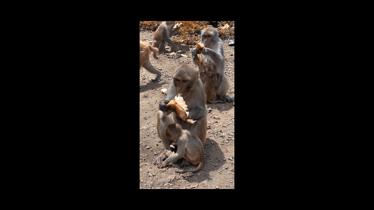 Monkey eating Banana video