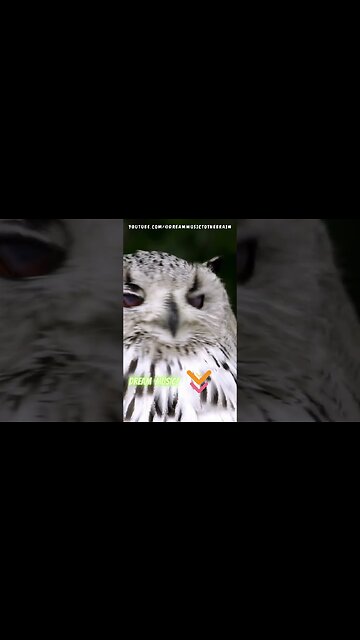 Abundance and Prosperity: Relaxing Music for Wealth Creation