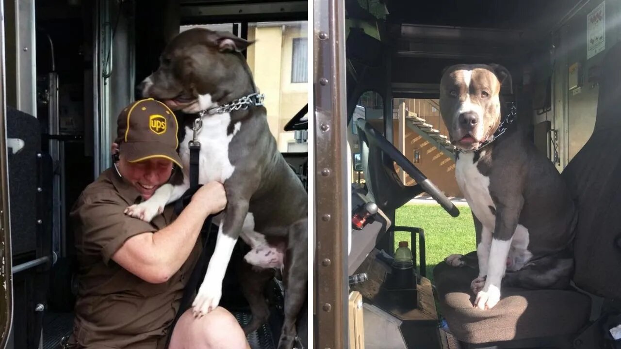 UPS driver Adopts Pitbull On Her Route After Owner Dies