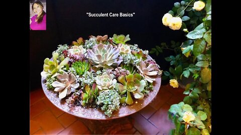 SUCCULENT CARE: SUCCULENT PROPAGATION -Regrow Overgrown Succulent Plants Like New! 😀Shirley Bovshow