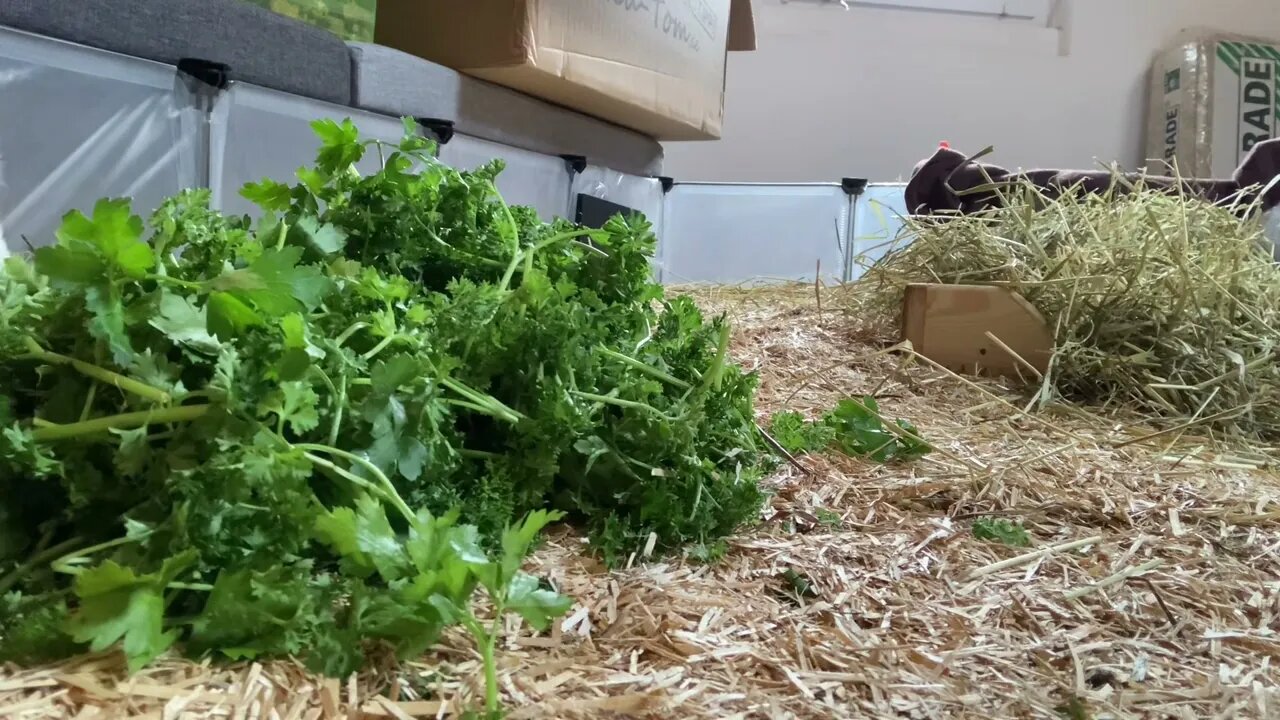 Guinea pig Pepper is curious 🧐