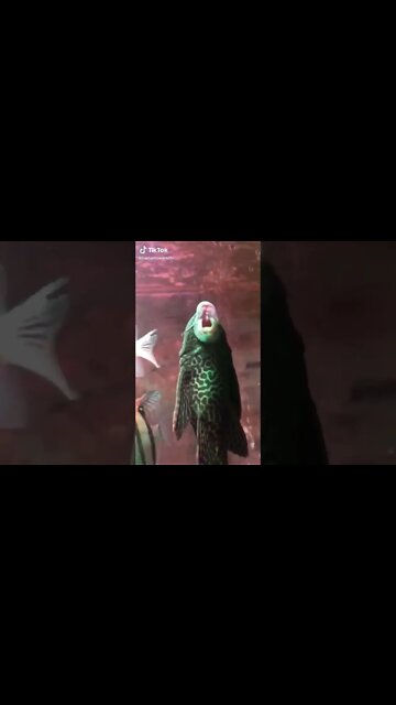 It's a sound you want to see when you hear it 😱😱(එක අහලම බලන්න ඕනි හඩක්) #shorts