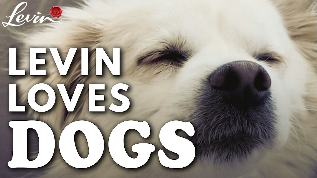 Levin Loves Dogs | Comedian Iliza Shlesinger Cries Over Cute Canine