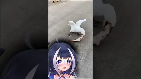 The Throat Goat | Shylily | #shorts