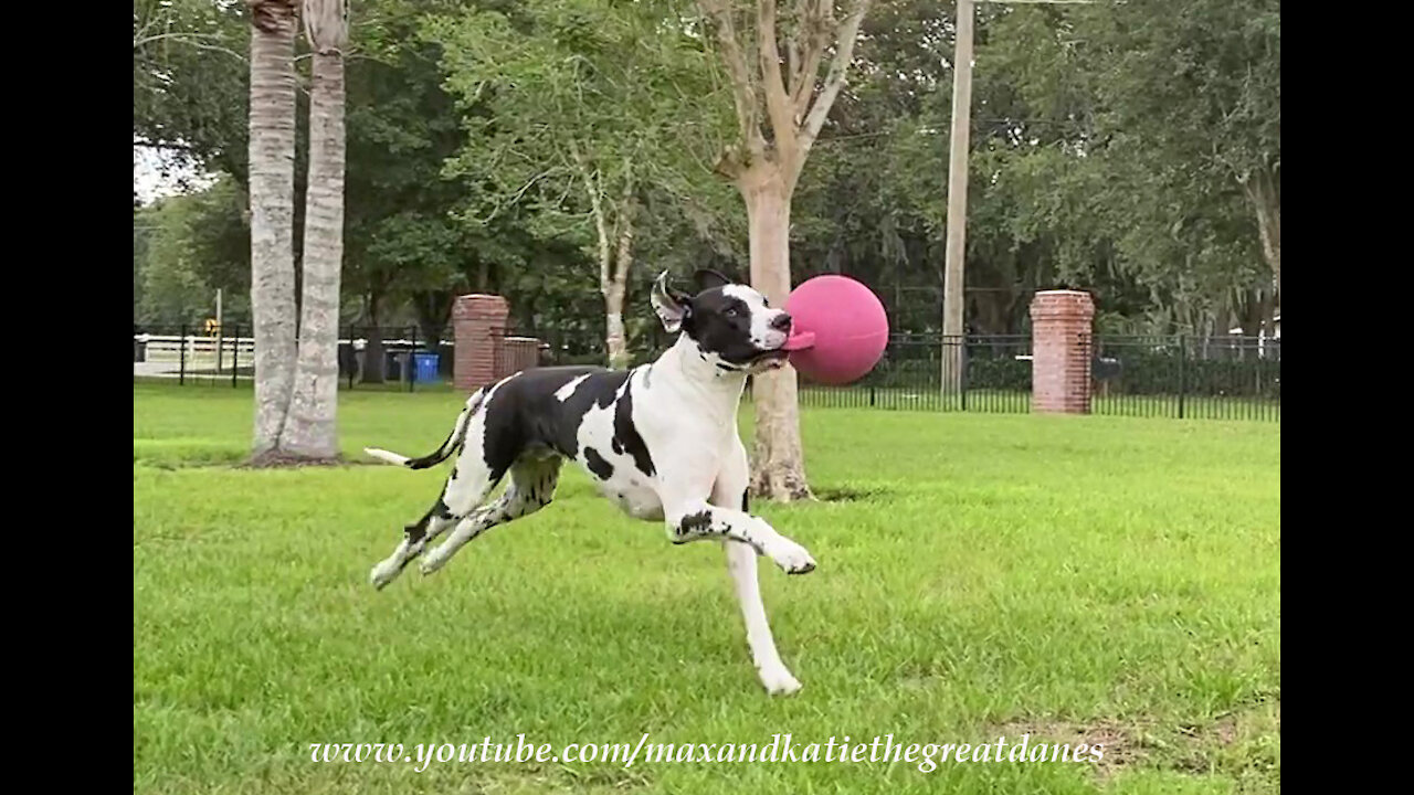 Galloping Great Dane Love His Jolly Ball Horse Toy