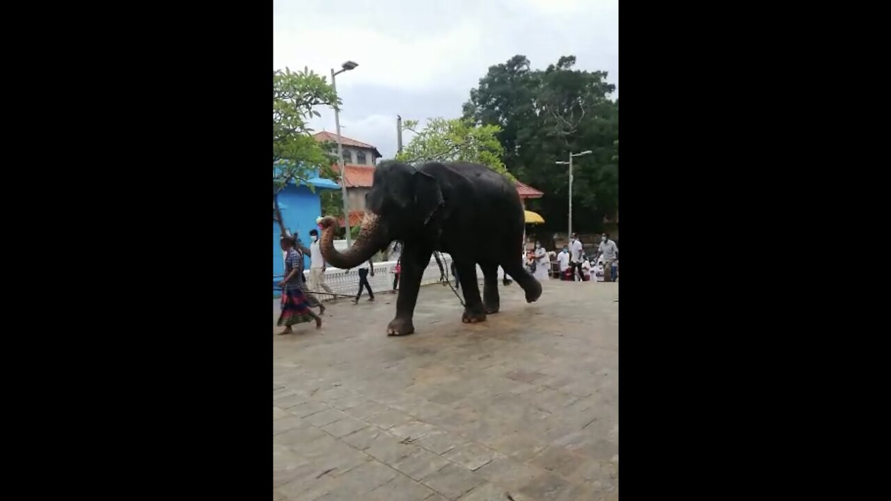 Elephant entering to the public 🐘