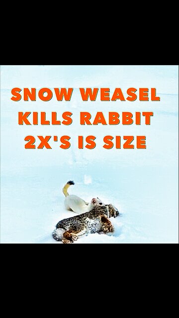Sooo CUTE BUT Sooo DEADLY Snow Weasel